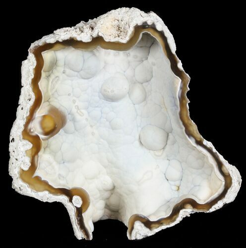 Unique, Agatized Fossil Coral Geode - Florida #57708